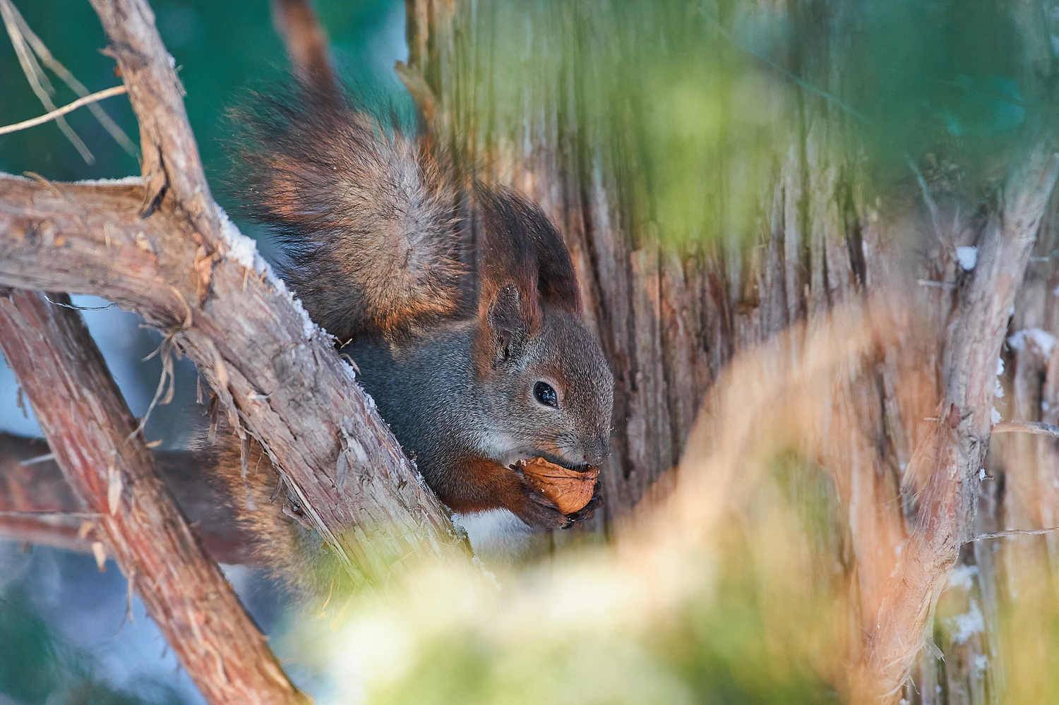 Sciurus vulgaris, volgograd, russia, wildlife,, Сторчилов Павел