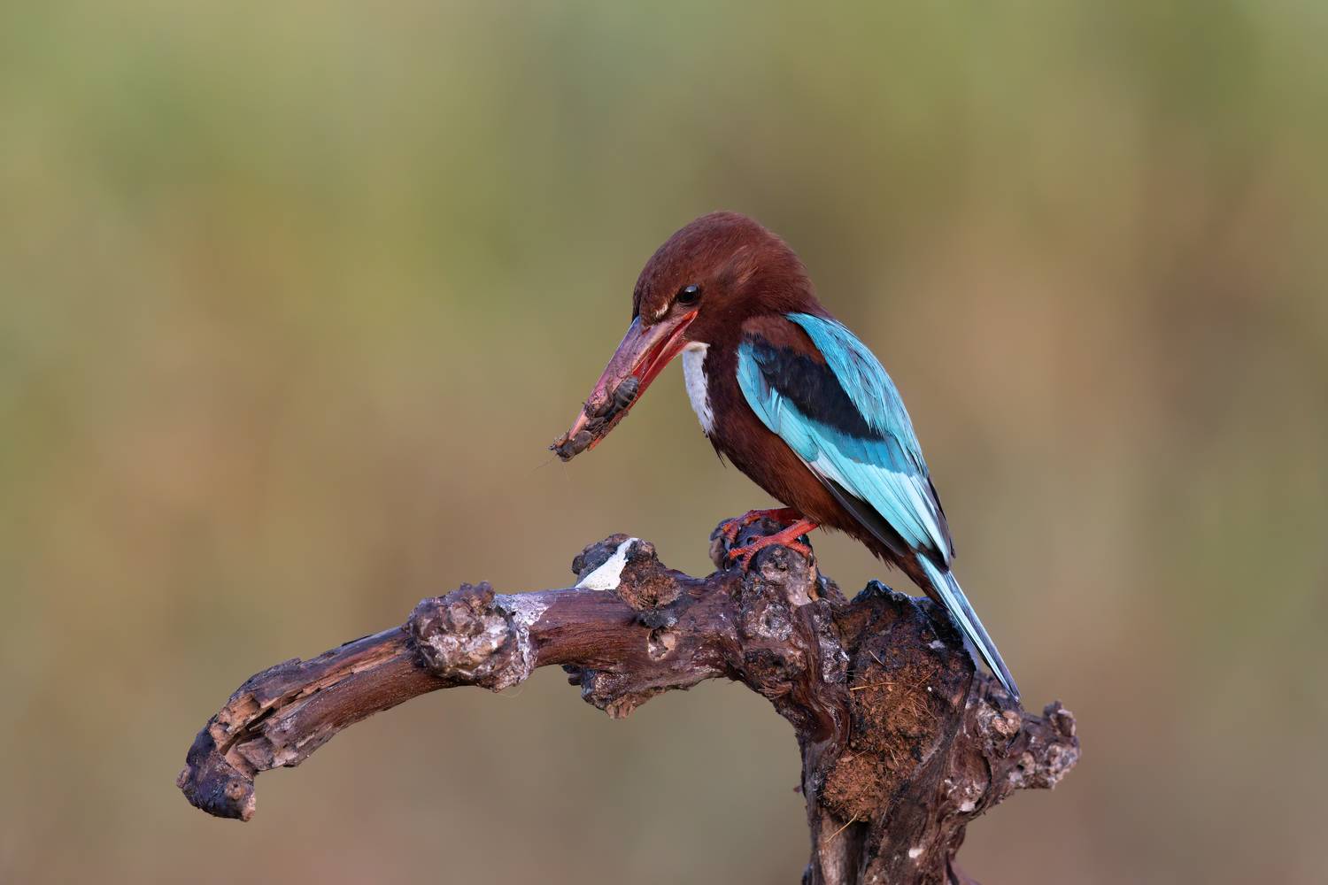 , Фруман Евгений