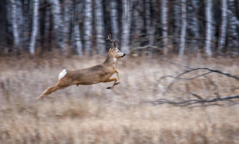 парнокопытные, животные, косули, лес, полёт, в полёте.. фото превью