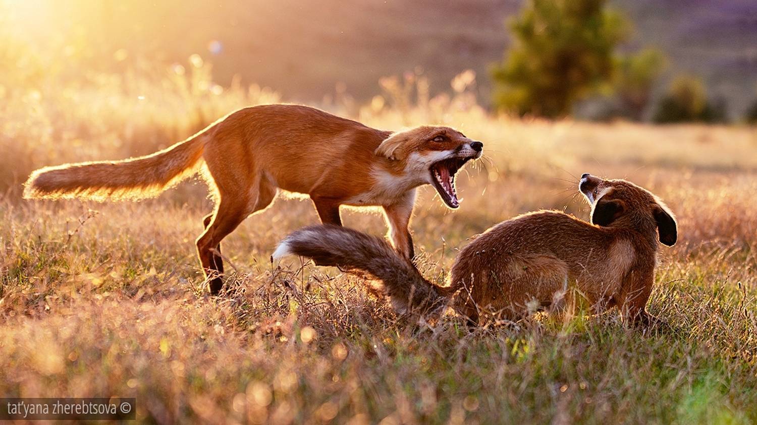 , Татьяна Жеребцова