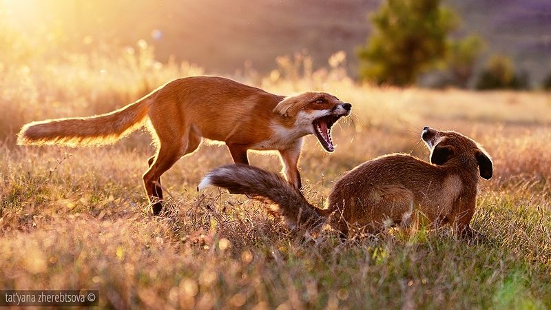 *** фото превью