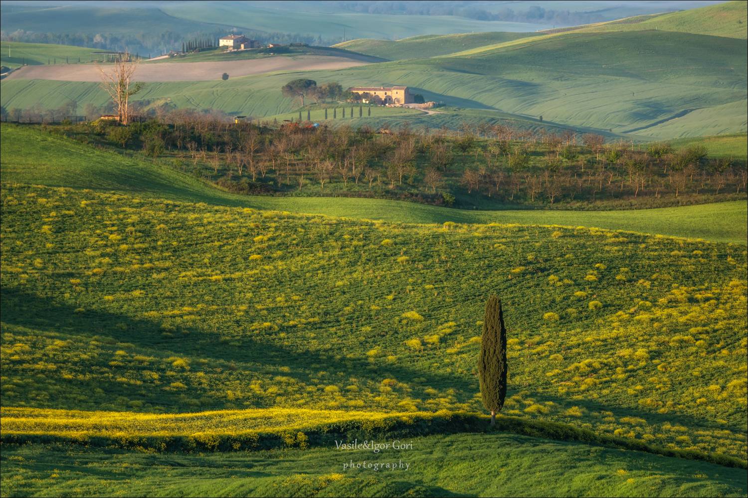 italy,san quirico d'orcia,italia,тоскана,pienza,кипарисы,toscana,весна,tuscany,cipressi,belvedere,пьенца,green, Гори Василий
