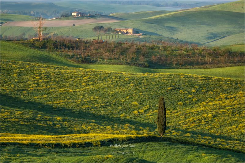 italy,san quirico d\'orcia,italia,тоскана,pienza,кипарисы,toscana,весна,tuscany,cipressi,belvedere,пьенца,green Вечно одинокий... фото превью