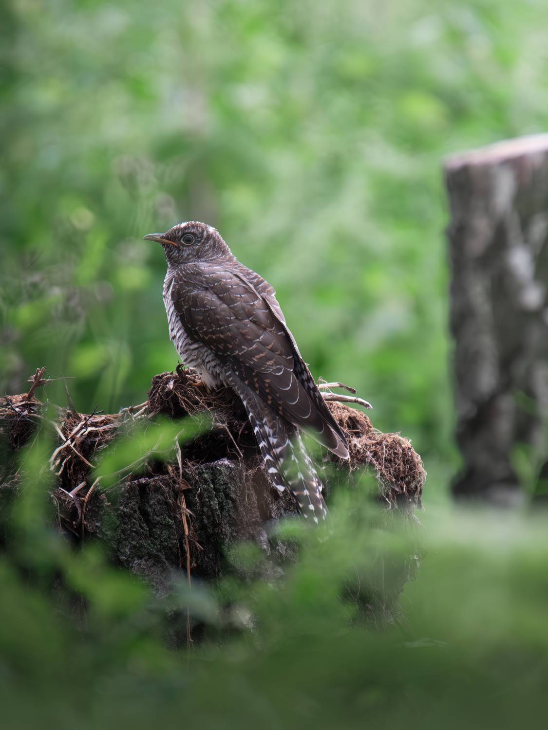 , Митин Дмитрий