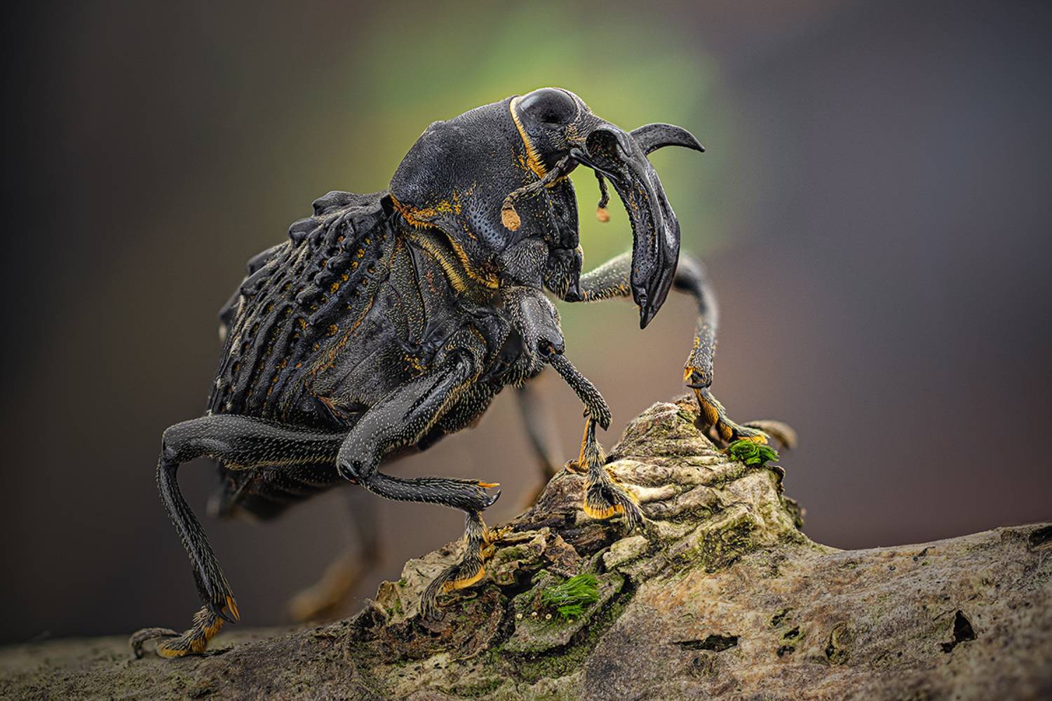 cratosomus, vaginalis, Eugenijus Kavaliauskas