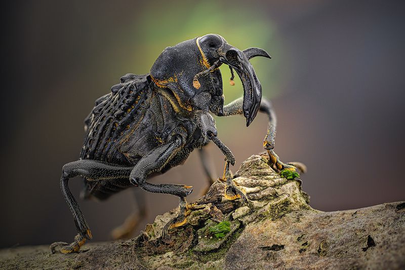 cratosomus, vaginalis Cratosomus vaginalis фото превью