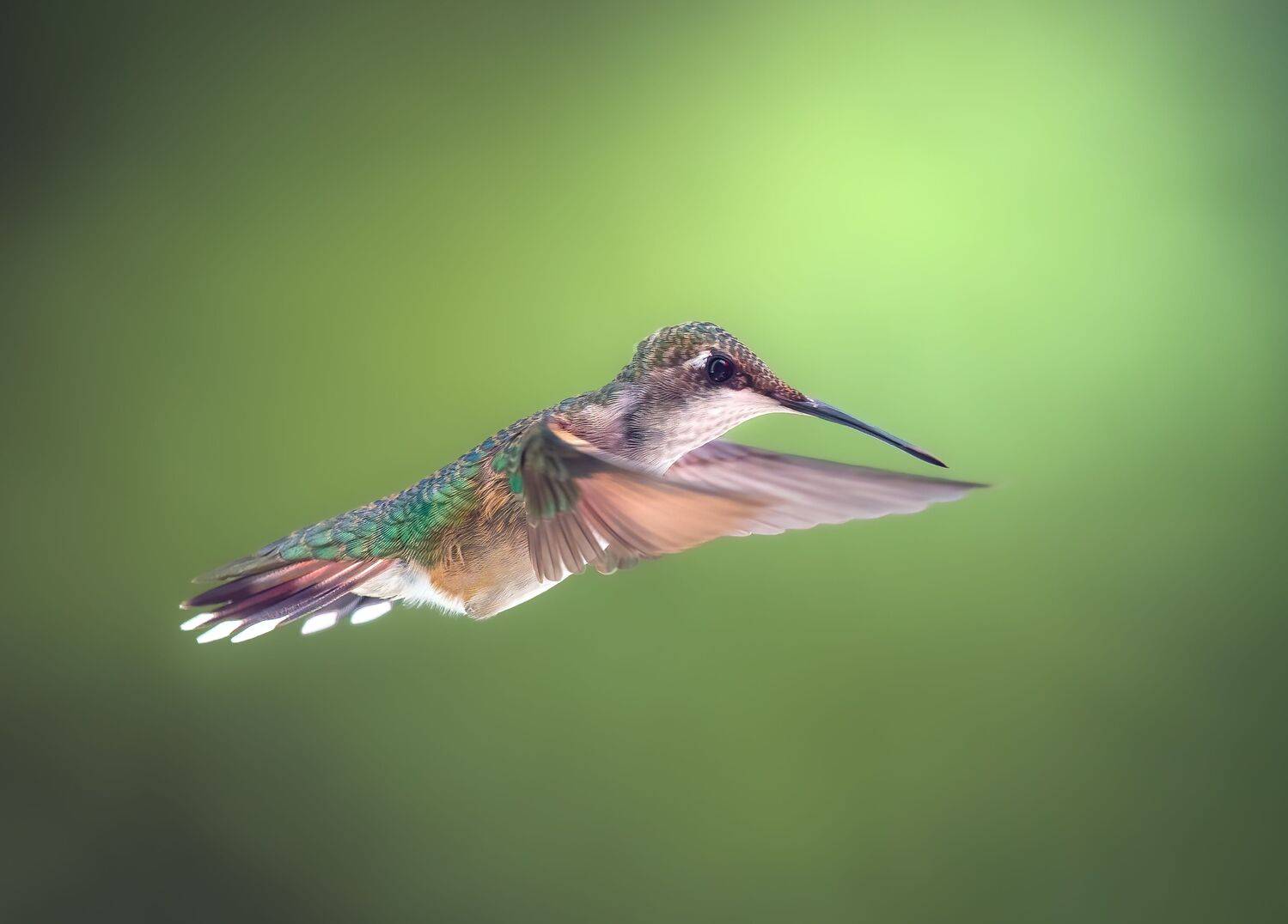 bird, humming, hummingbird, hummingbirds, hummer, rufous, nature, animals, wild, action, dynamic, Atul Saluja