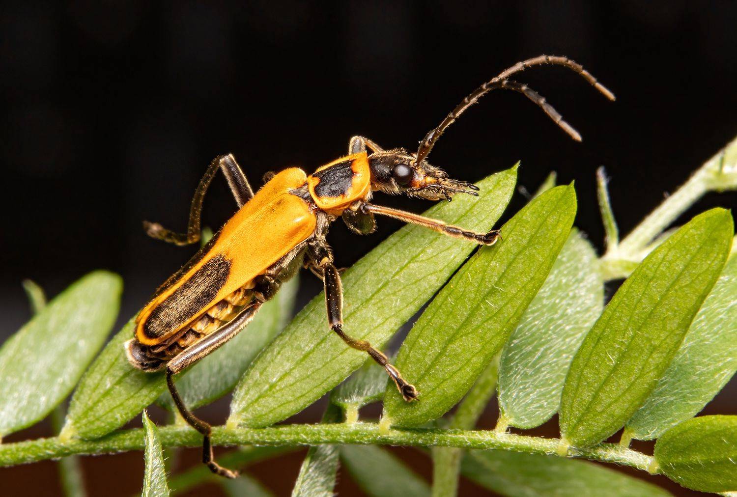 coleoptera, insect, insectphoto, insectmacro, nature, enthomology, macrophoto, macrophotography, Stephane