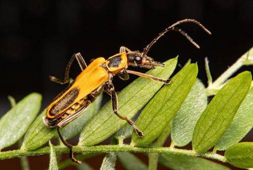 Goldenrod soldier beetle