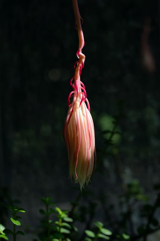 KADUPUL Flowers фото превью
