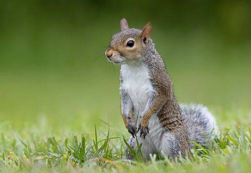 Gray squirrel - Каролинская белка
