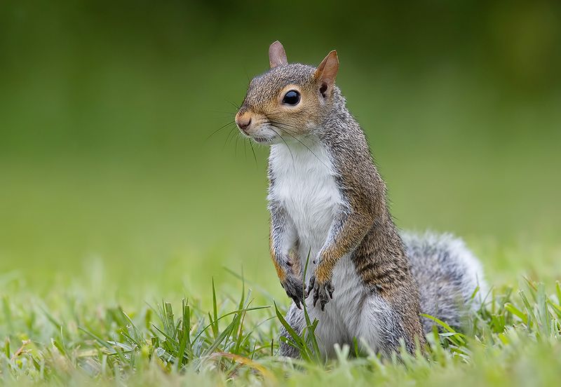 gray squirrel, каролинская белка, белка, squirrel, дикие животные, animals Gray squirrel - Каролинская белка фото превью