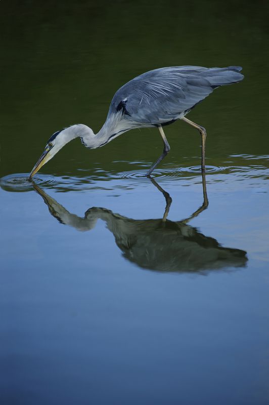 Héron cendré фото превью