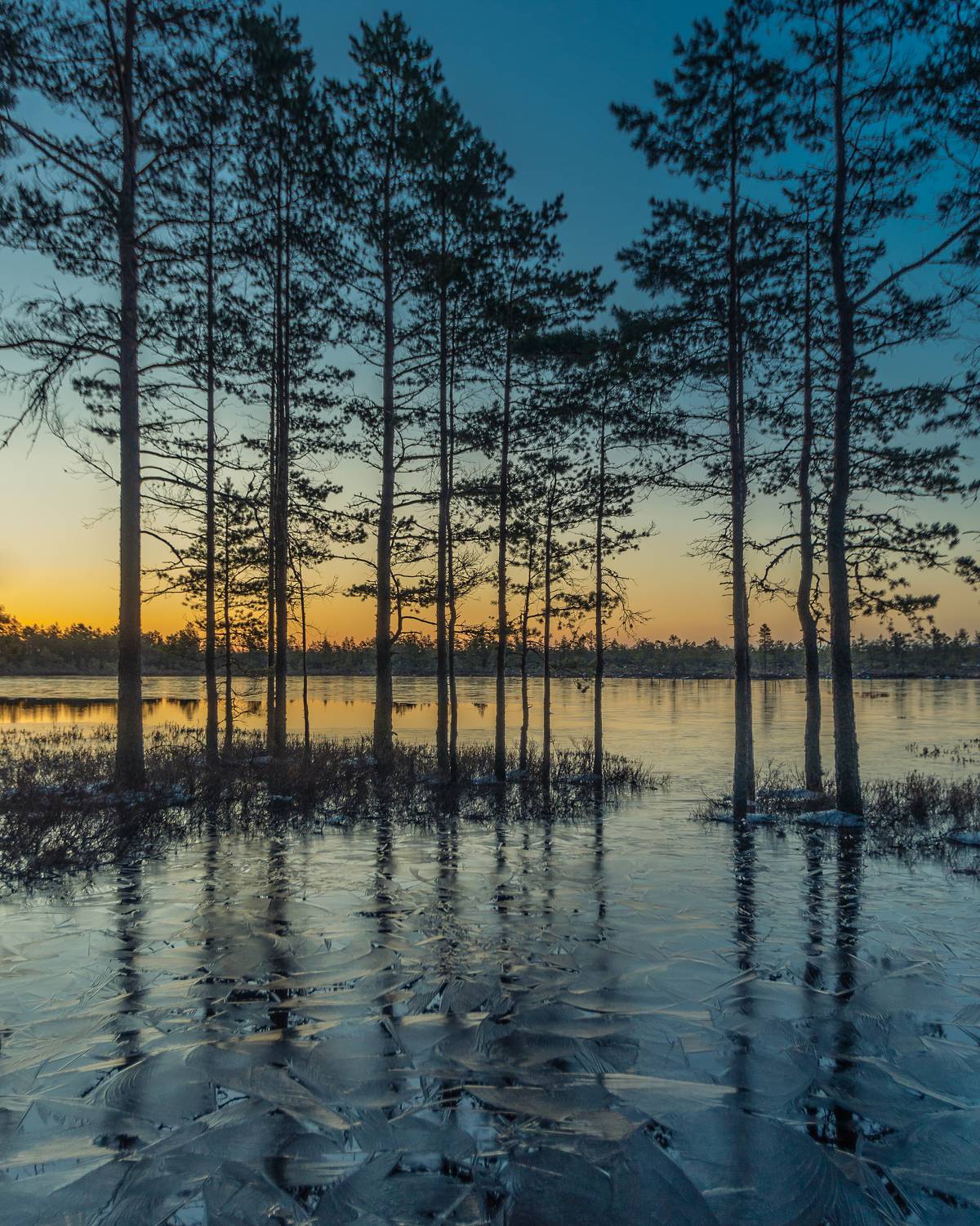 #harjumaa, #kõnnusuursoo, #eesti, #estonia, #estoniabogs, #eestirabad, #bog, #bogs, #nature, #loodus, #eestiloodus, #ilusadeestipaigad, #visitestonia, #terviserajad, #hikingtrails, #sunrise, #sunrisephotography, #sunrisephotos, #sunrise_sunset_photogroup, Nikolai Mordan
