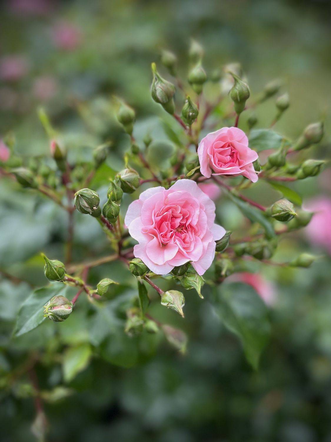 , Бравичева Анастасия