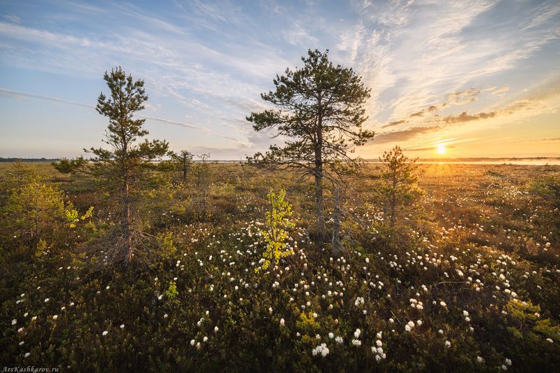цветущее болото, багуьник, ленобласть, ленинградская область, болотные цветы, дурман болотный, болотный туризм, тур на болото \