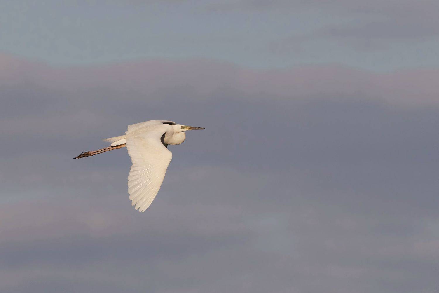 , Александр Шандов