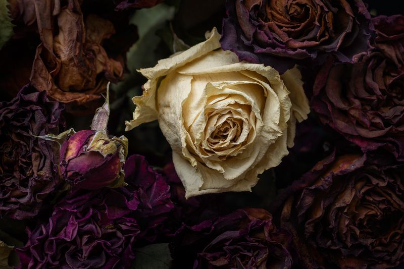 Rose in black background фото превью