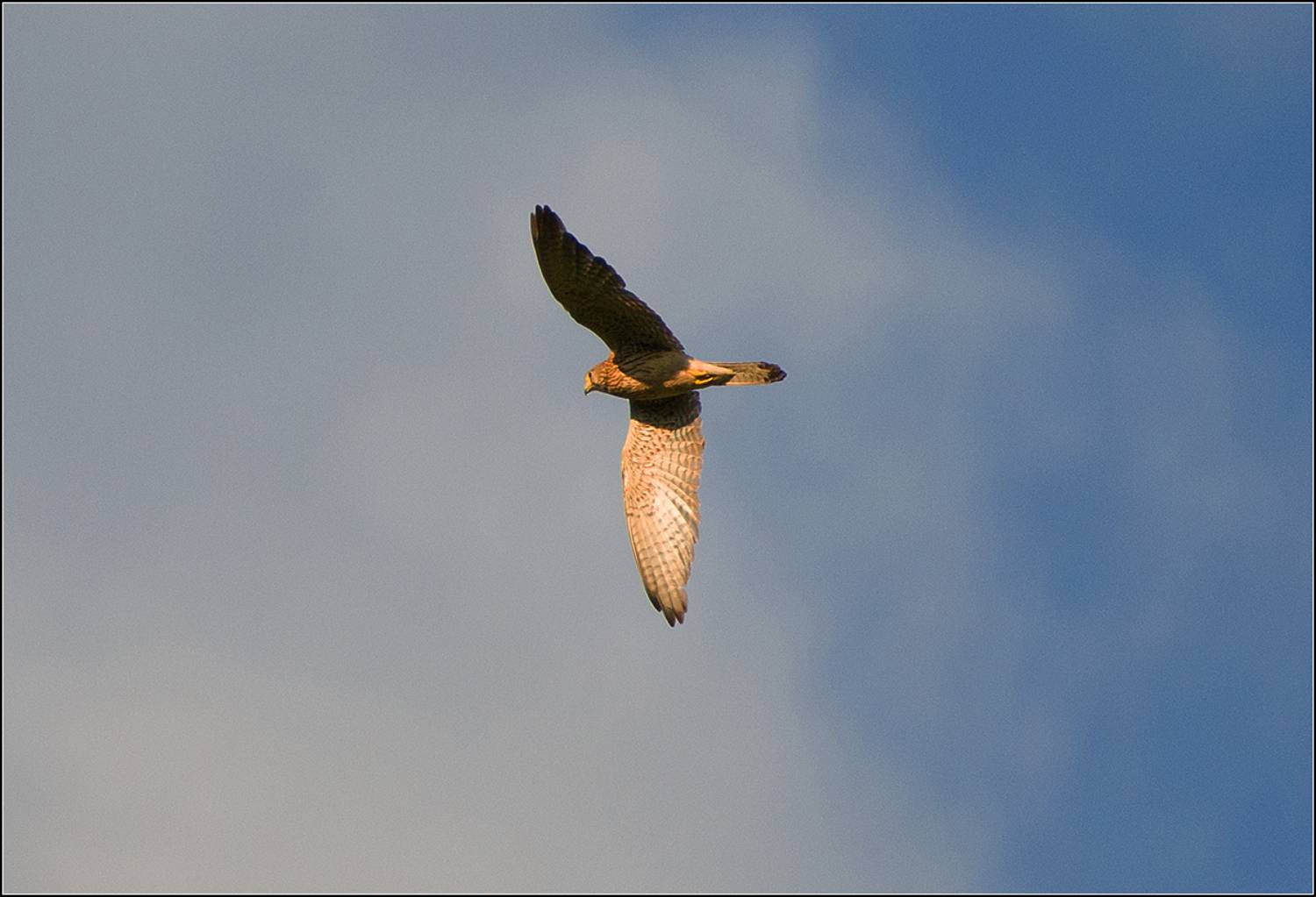 москва, парк, птица, пустельга, АНАТОЛИЙ ДОВЫДЕНКО