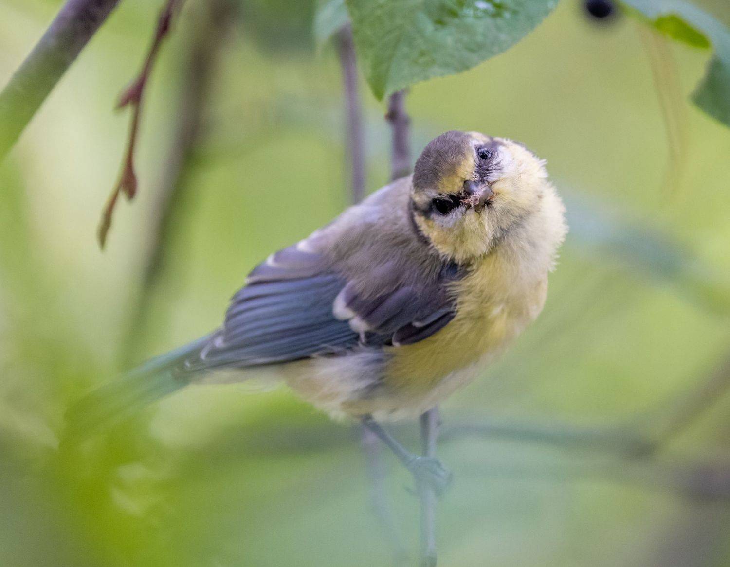 , Дэм Константин