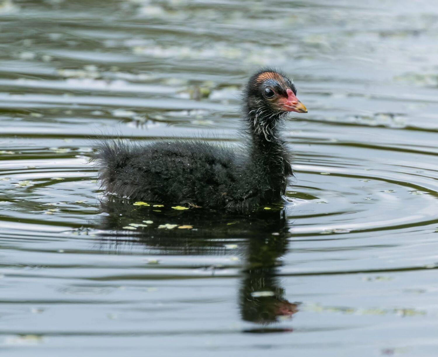 , Дэм Константин