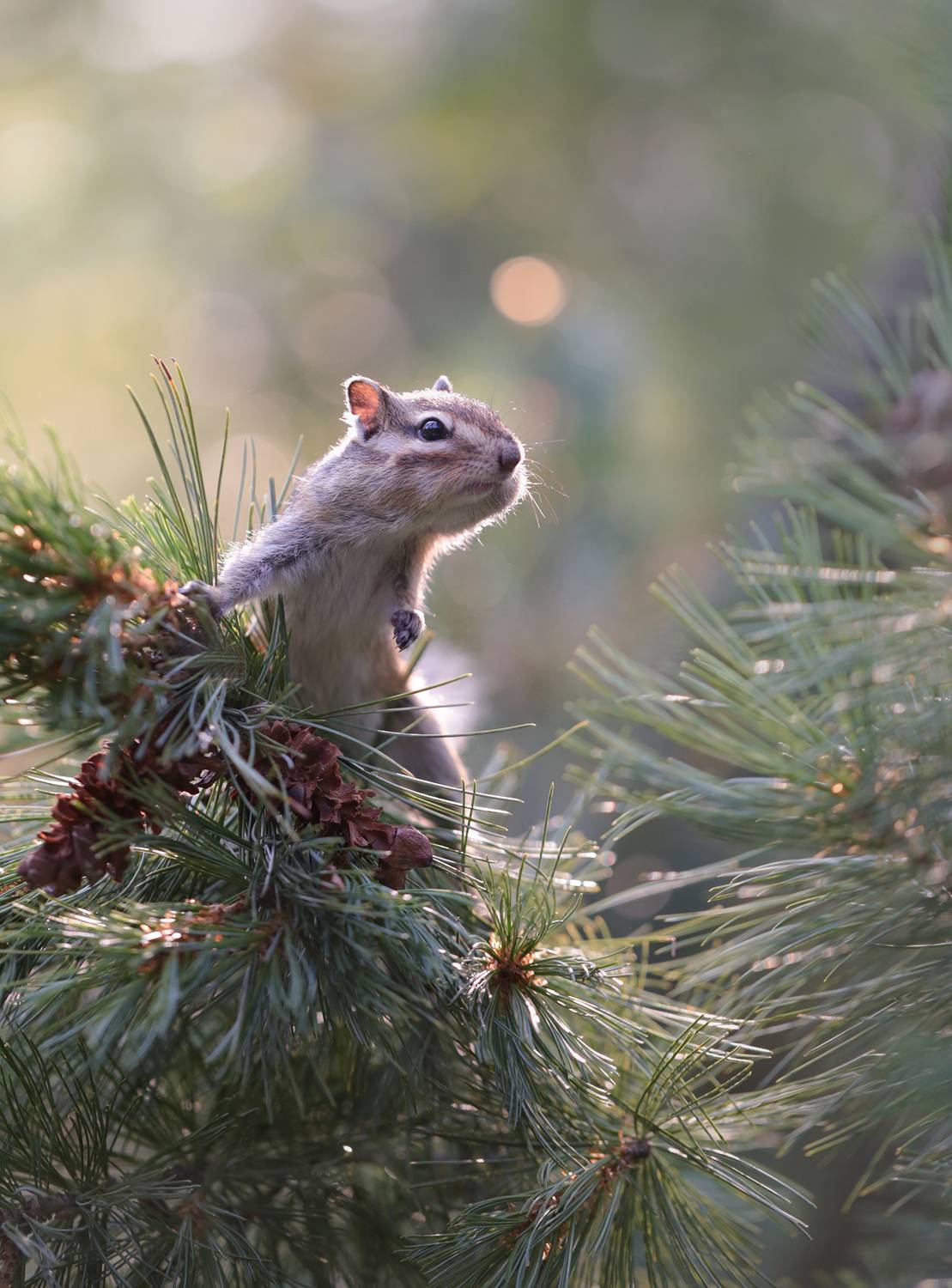 нерюнгри, бурундук, якутия, дикие_животные, женялевина, евгениялевина, животныеякутии, бурундукиибелкилевиной, Евгения Левина