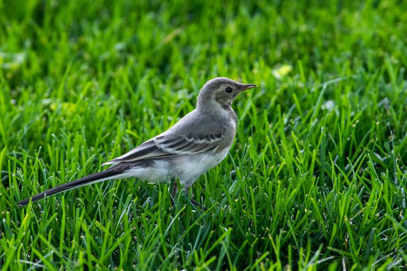 Motacilla alba фото превью