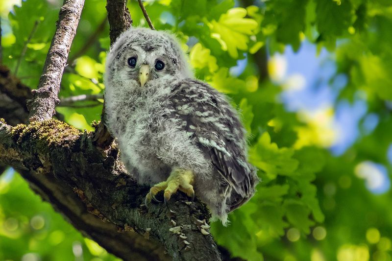 птенец, неясыть, лес Взирая на окружающий мир фото превью