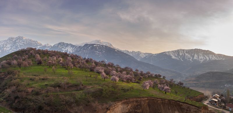 узбекистан, весна, цветенье  фото превью