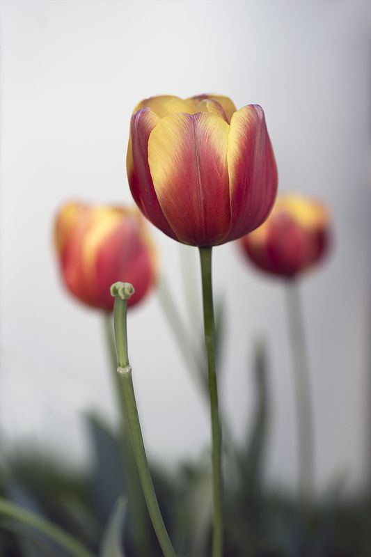 ... фото превью