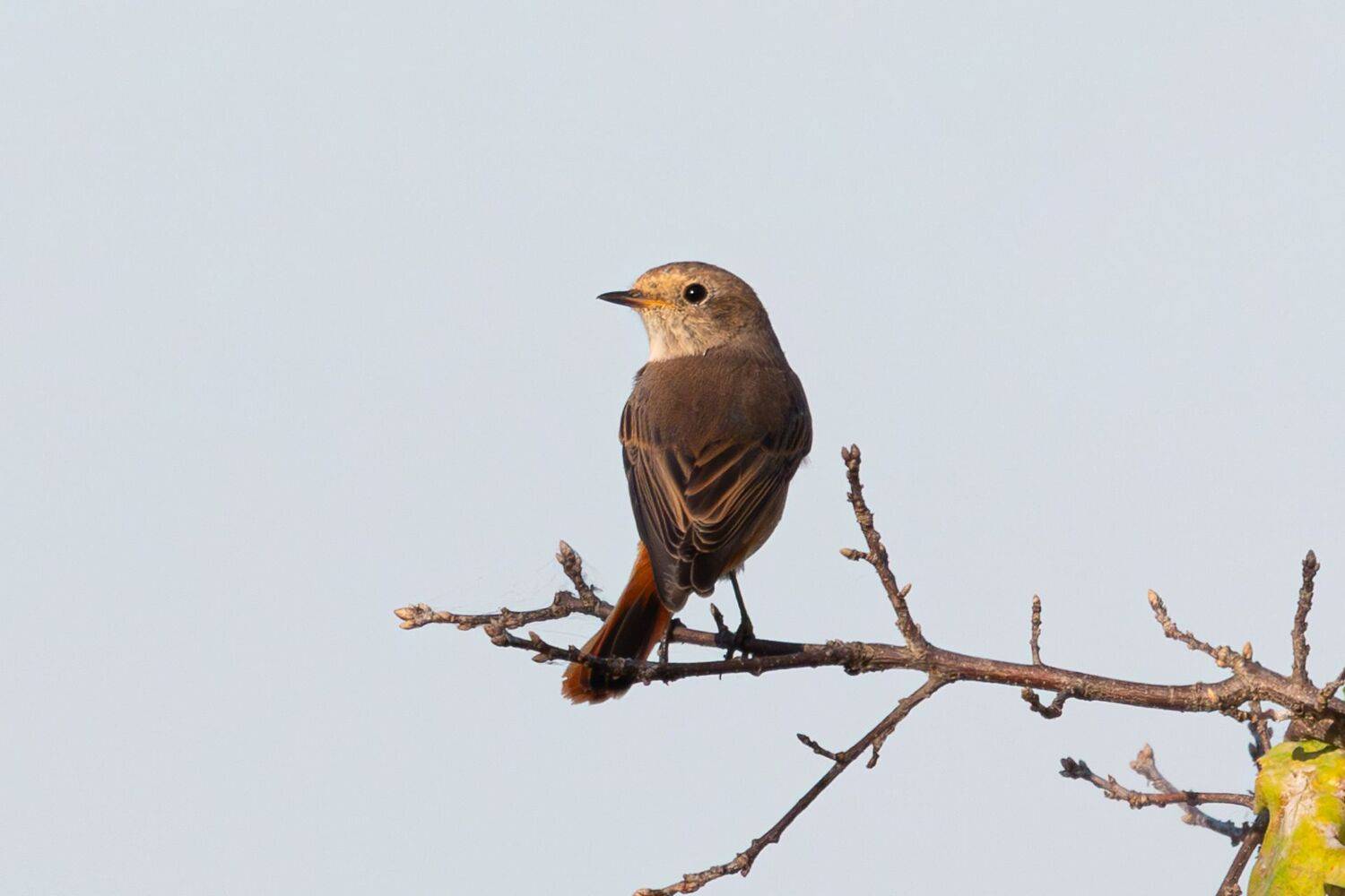 , Гильманов Артур