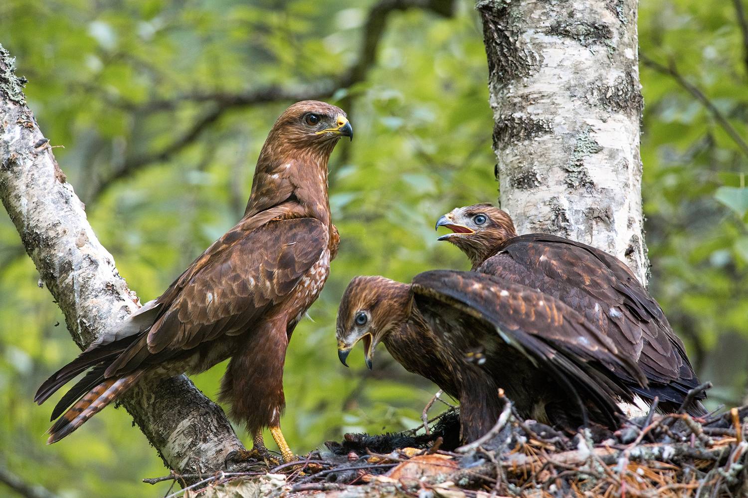 , Сумников Алексей