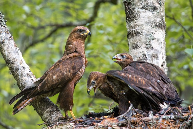 Канюк. фото превью