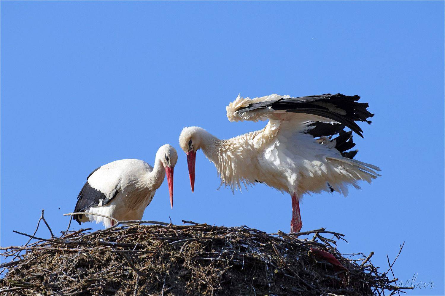 аист, Ковалевич А.