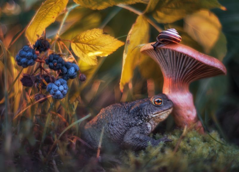 макро природа жаба улитка гриб в гостях у сказки.. фото превью