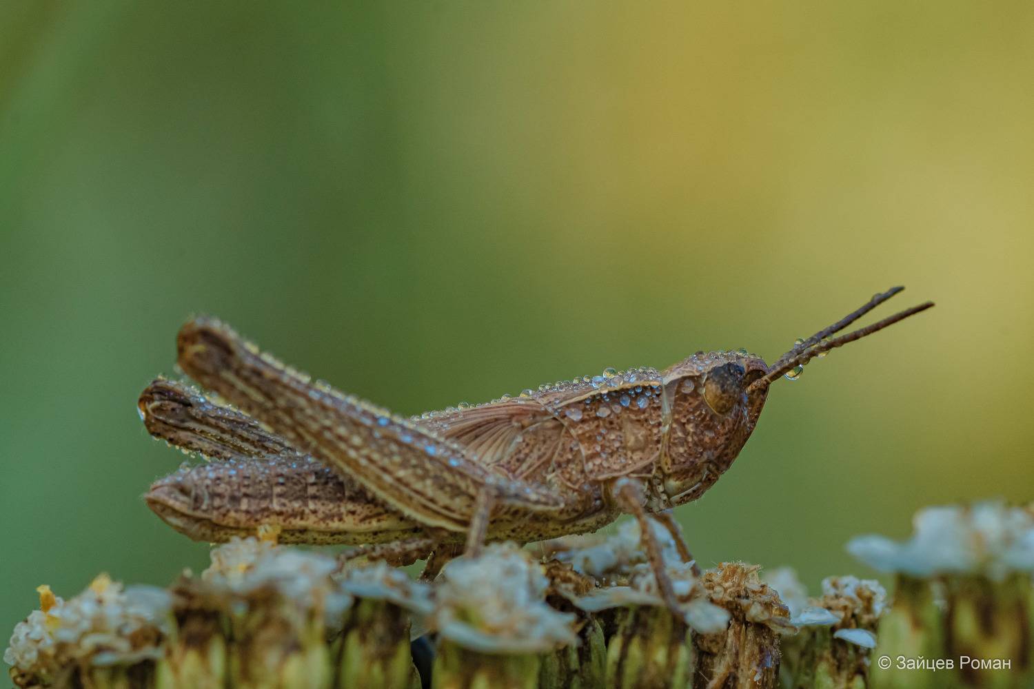 , Роман Зайцев