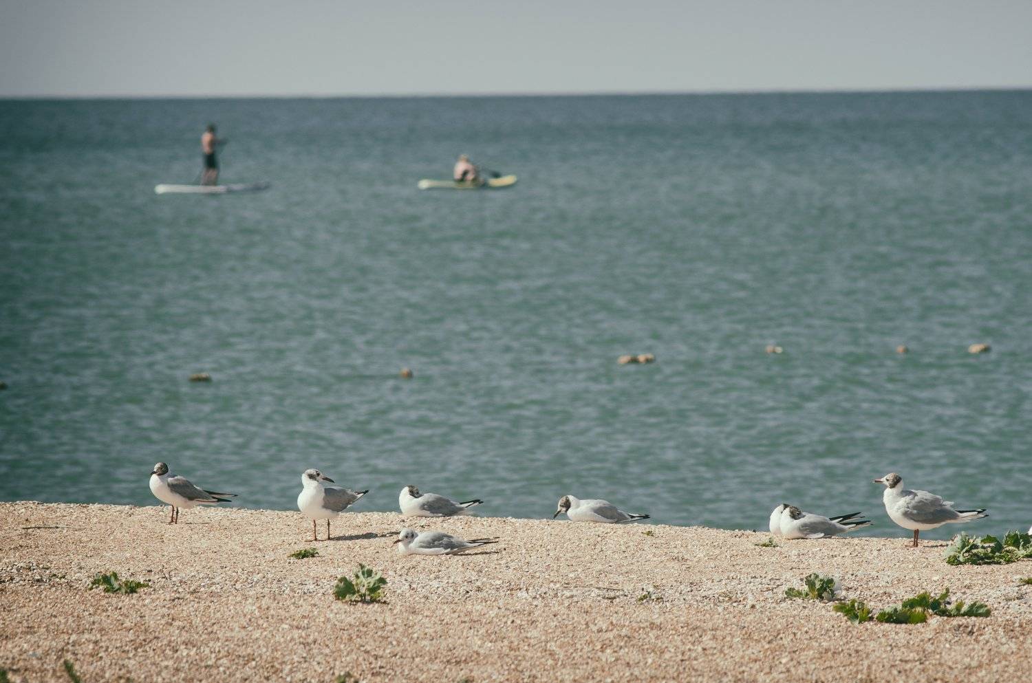 #море #берег #чайки #морскиептицы, Shadow Anna