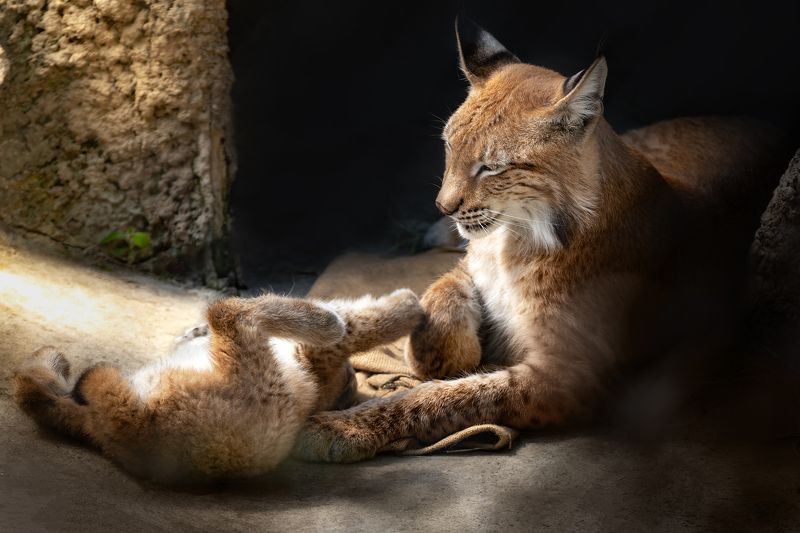 животные, рысь, кошки, восточносибирская рысь, фауна, котенок, кошка Мамина любовь фото превью