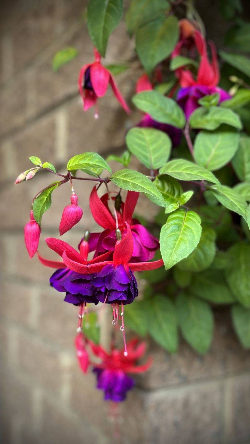 , Бравичева Анастасия