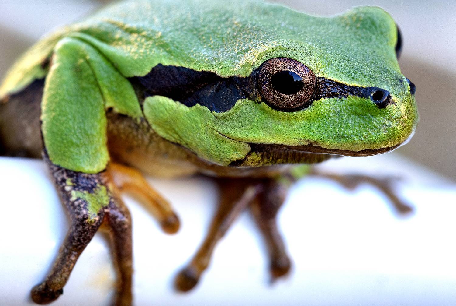 #frog #hyla arborea #animallovers #naturelovers #natureworld_photography #квакша #planetearth #real #fauna #лягушка, Сергей Найбич