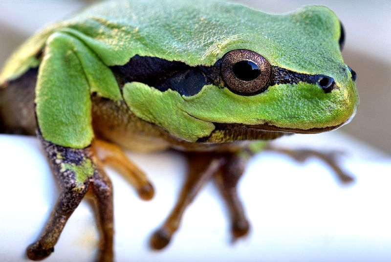 #frog #hyla arborea #animallovers #naturelovers #natureworld_photography #квакша #planetearth #real #fauna #лягушка древесница фото превью