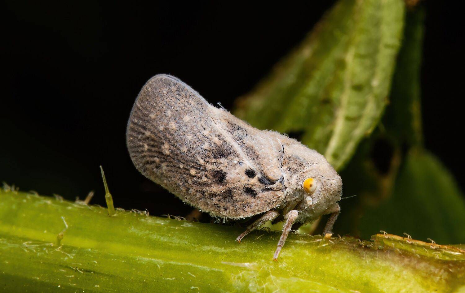 insect, insectphoto, insectmacro, insectimage, macrophoto, macrophotography, enthomology, nature, Stephane