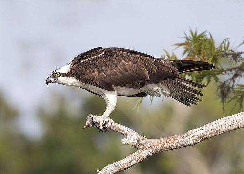 Osprey - Скопа