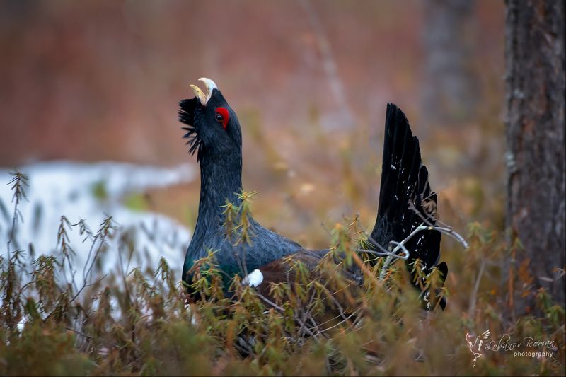 * * * фото превью