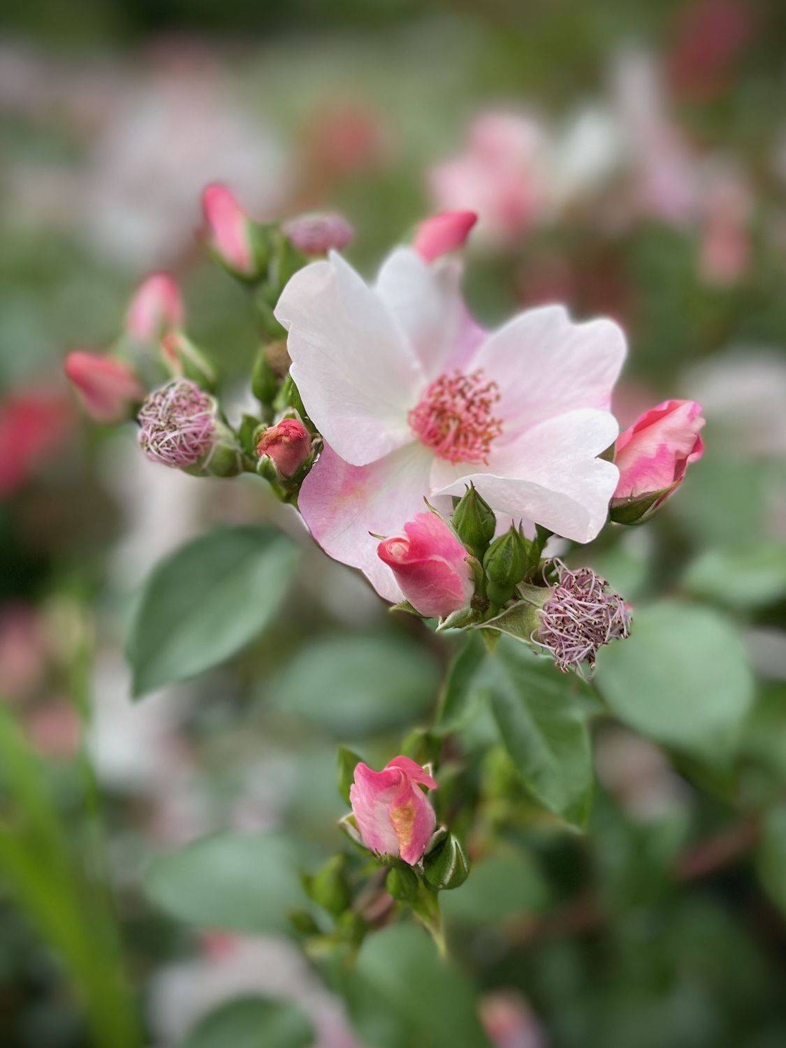 , Бравичева Анастасия