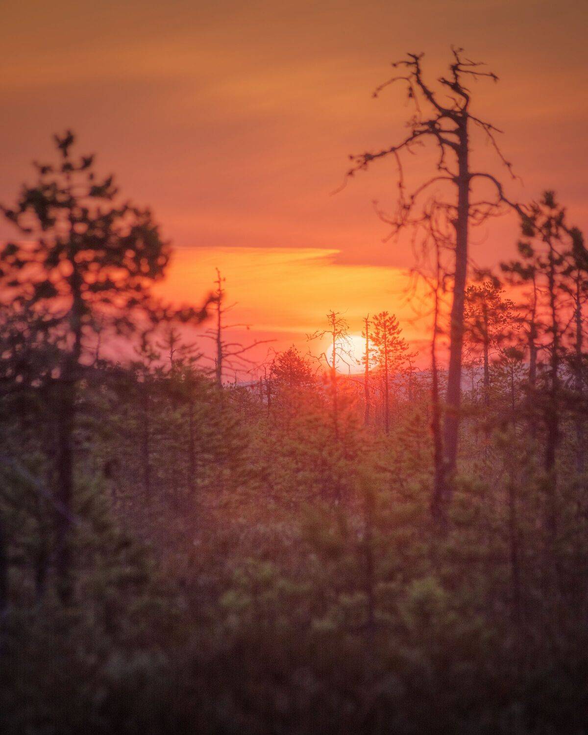 пейзаж, рассвет, сосны, болото, север, landscape, sunrise, swamp, north, pines, Чаланов Иван