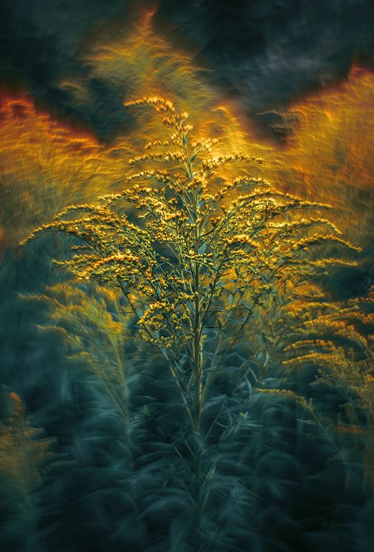 Огненный цветок фото превью