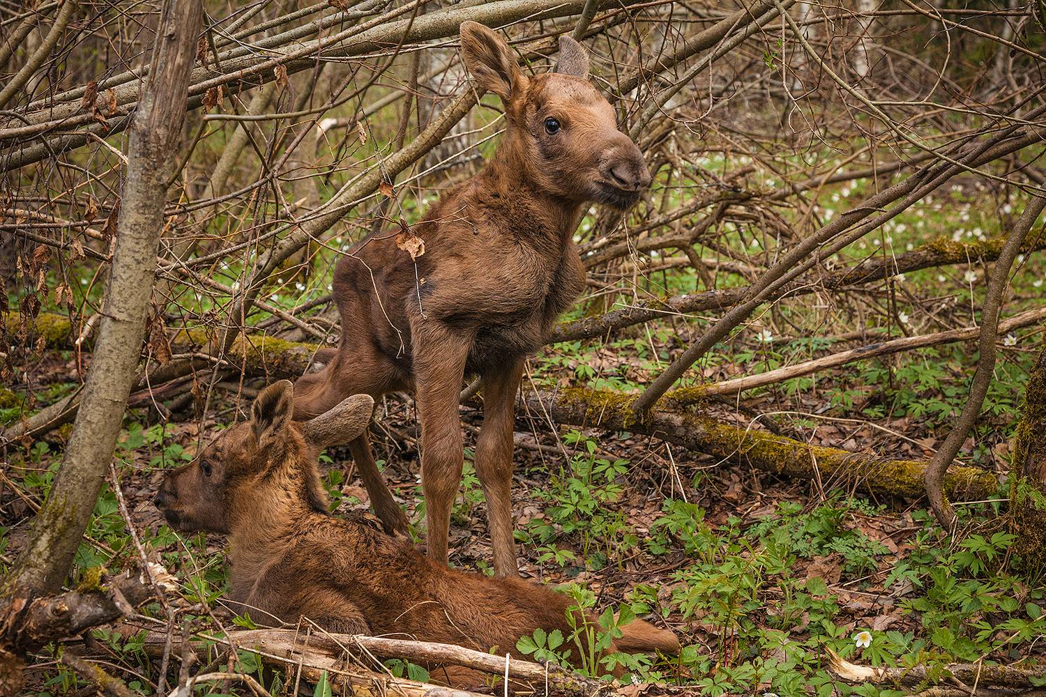 , Напалкин Станислав