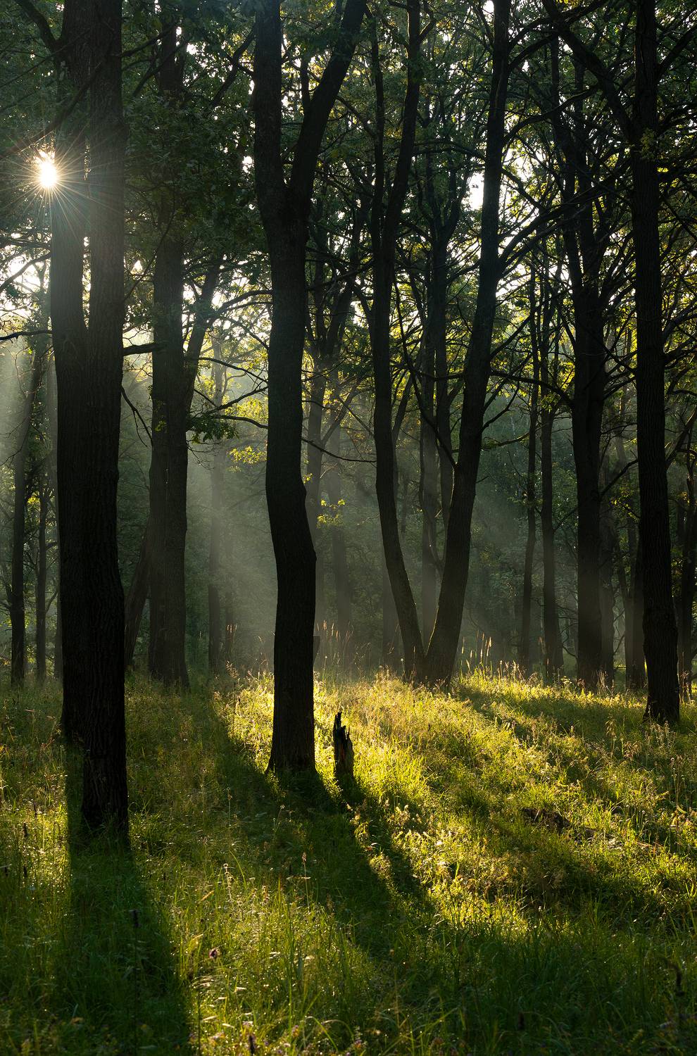 , Стрельцов Виталий