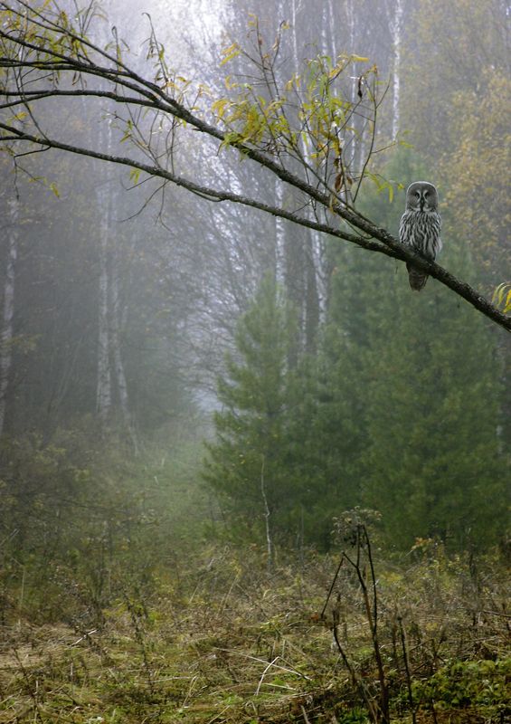 На страже тишины и покоя... фото превью